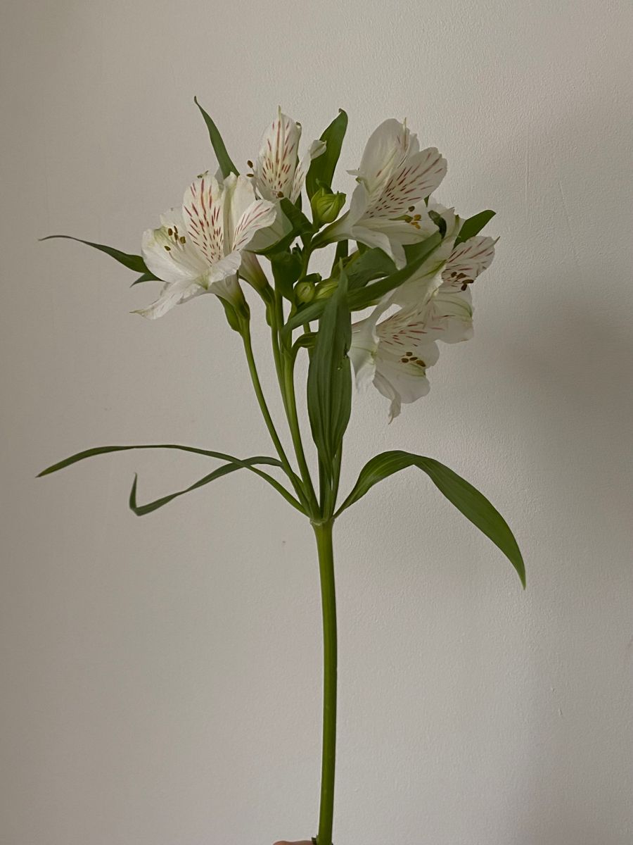 Альстромерия белая