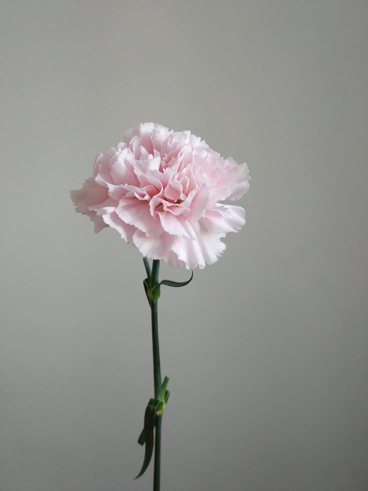 Гвоздика розовая