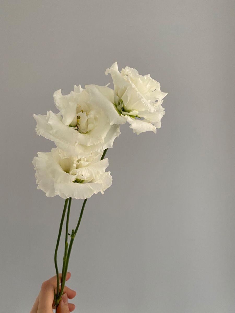 Эустома белая