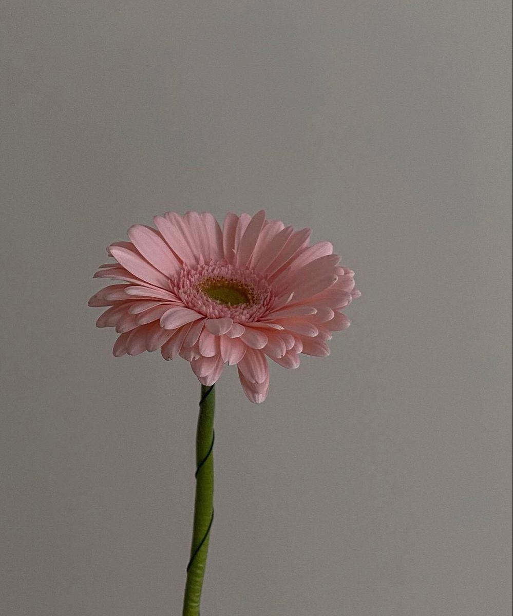 Гербера розовая