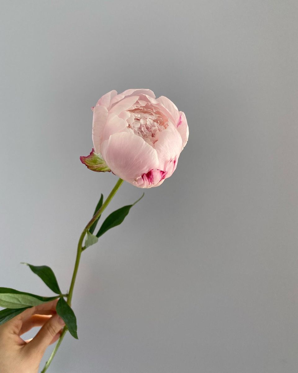 Пион розовый