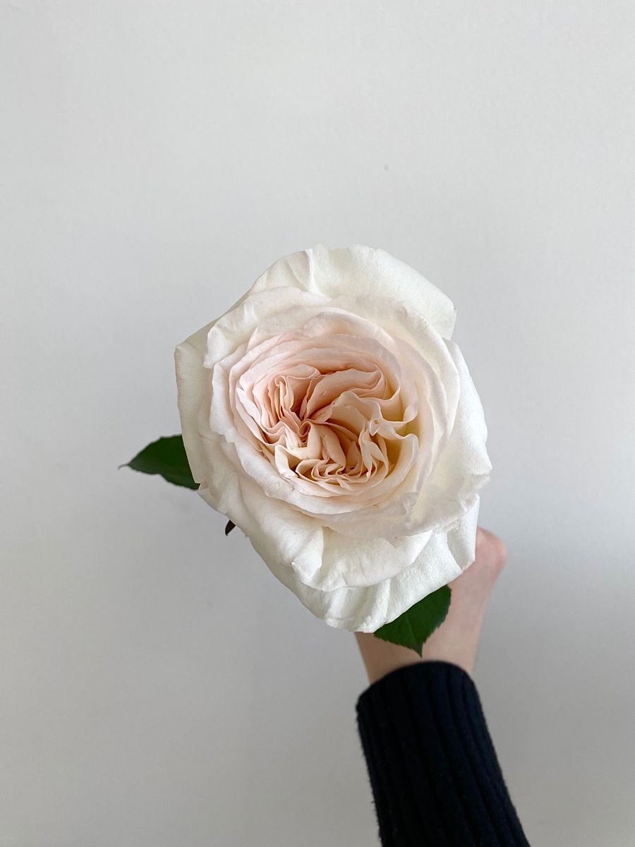 Роза кремовая