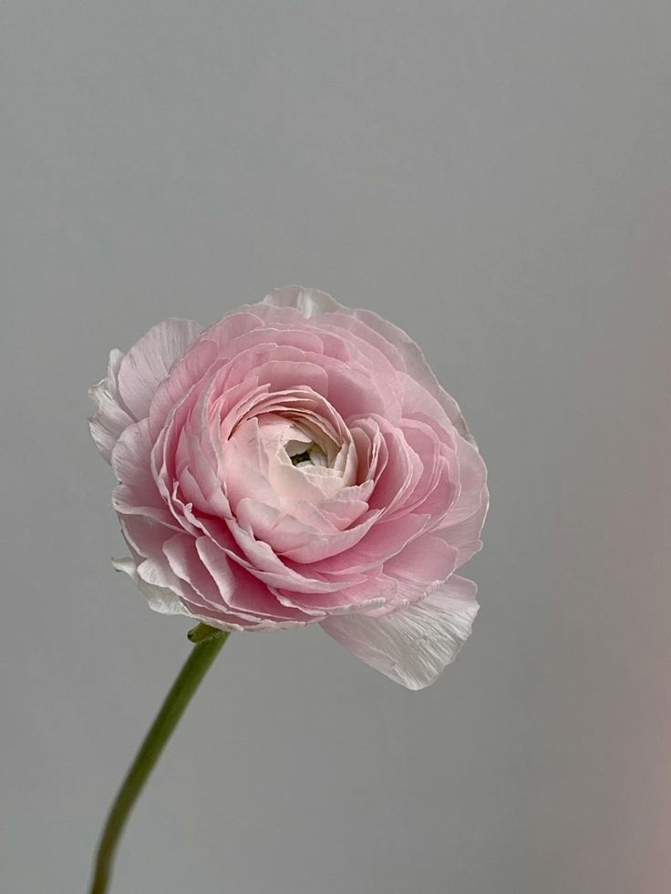 Роза розовая, пионовидная